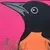 Oriole
